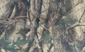 liscie new.png